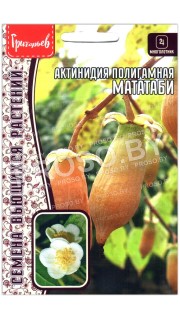 Актинидия полигамная Мататаби