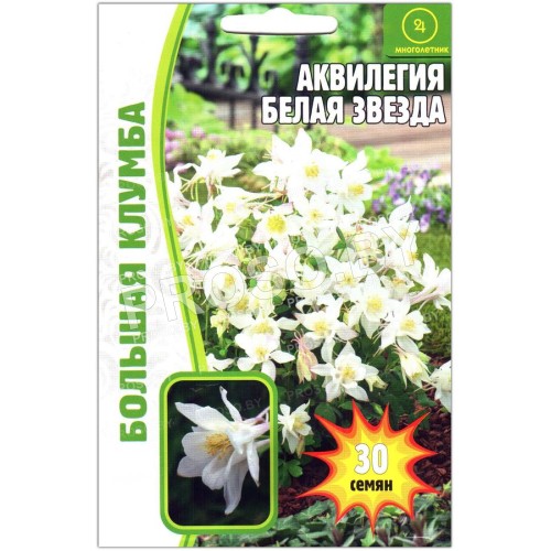 Аквилегия Белая звезда