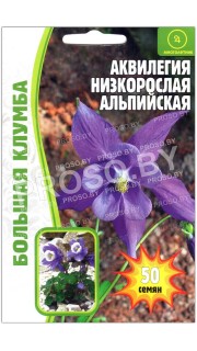 Аквилегия низкорослая Альпийская