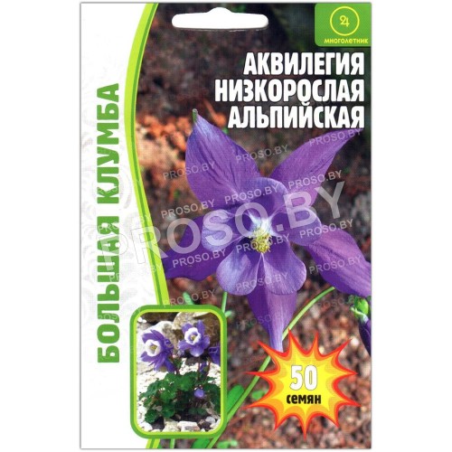 Аквилегия низкорослая Альпийская