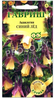 Аквилегия Синий лёд