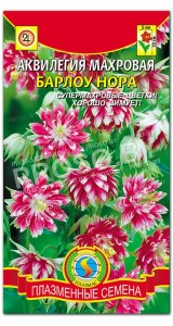 Аквилегия махровая Барлоу Нора