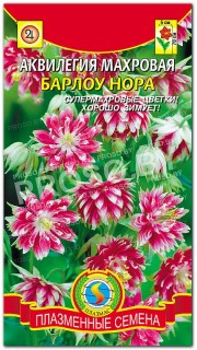 Аквилегия махровая Барлоу Нора