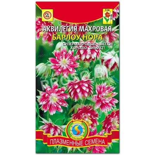Аквилегия махровая Барлоу Нора