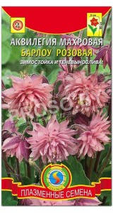 Аквилегия махровая Барлоу розовая