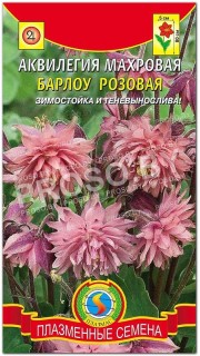Аквилегия махровая Барлоу розовая