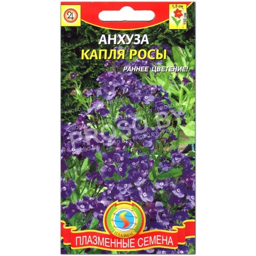 Анхуза Капля росы