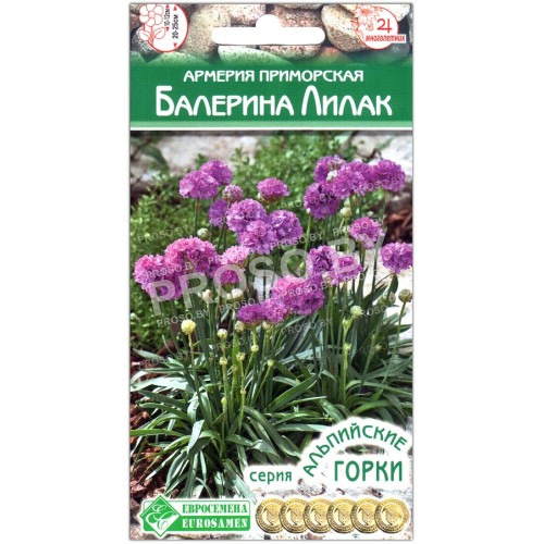 Армерия приморская Балерина лилак