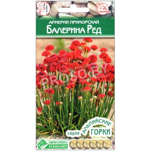 Армерия приморская Балерина ред