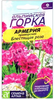 Армерия приморская Блестящая роза