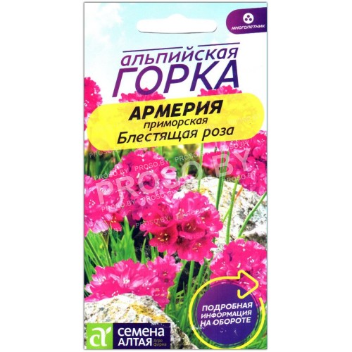 Армерия приморская Блестящая роза
