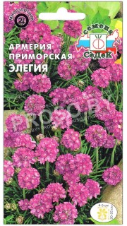 Армерия приморская Элегия