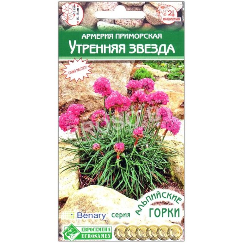 Армерия приморская Утренняя звезда