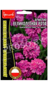 Армерия Великолепная роза
