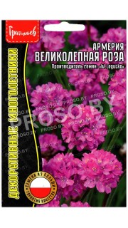 Армерия Великолепная роза