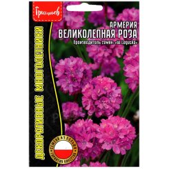 Армерия Великолепная роза