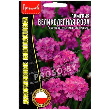 Армерия Великолепная роза