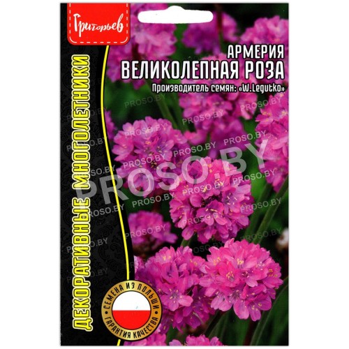 Армерия Великолепная роза