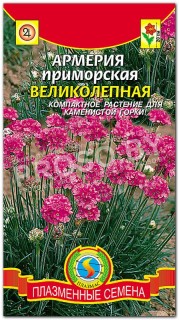 Армерия приморская Великолепная