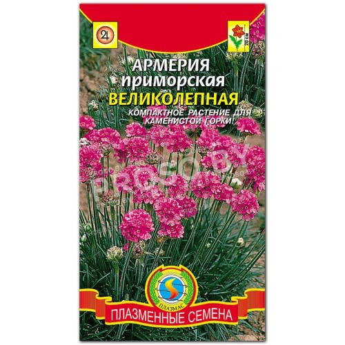 Армерия приморская Великолепная