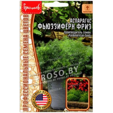 Аспарагус Фьюззиферн фриз
