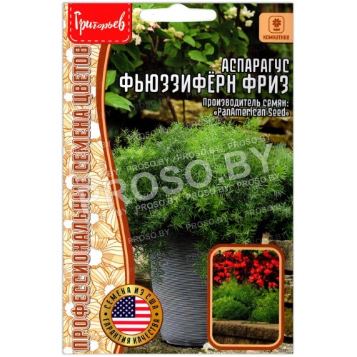 Аспарагус Фьюззиферн фриз
