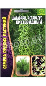 Аспарагус (шатавари) Кистевидный