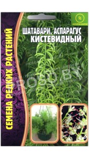 Аспарагус (шатавари) Кистевидный