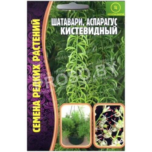 Аспарагус (шатавари) Кистевидный