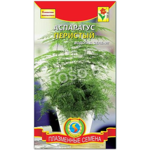 Аспарагус Перистый