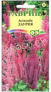 Астильба Даурия