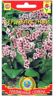 Бадан Сердцелистный