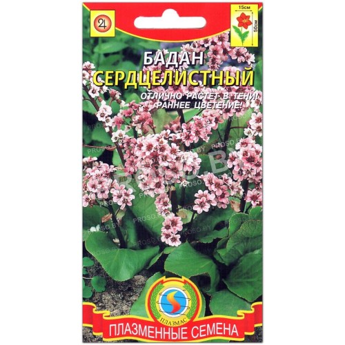 Бадан Сердцелистный