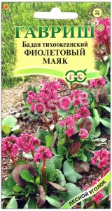 Бадан тихоокеанский Фиолетовый маяк