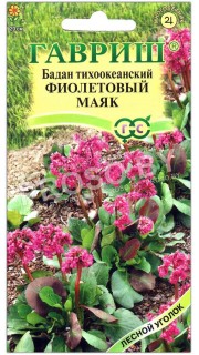 Бадан тихоокеанский Фиолетовый маяк
