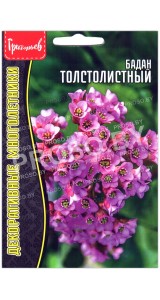 Бадан Толстолистный