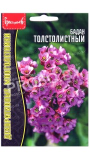 Бадан Толстолистный