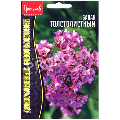 Бадан Толстолистный