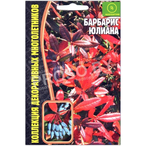 Барбарис Юлиана