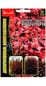 Барбарис тунберга Атропурпуреа