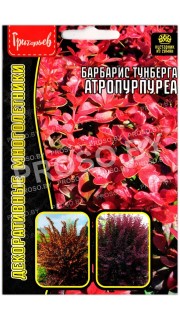 Барбарис тунберга Атропурпуреа