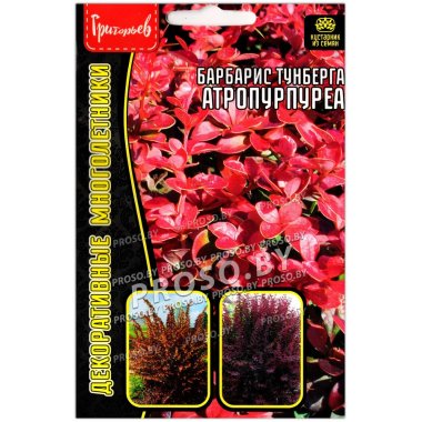Барбарис тунберга Атропурпуреа