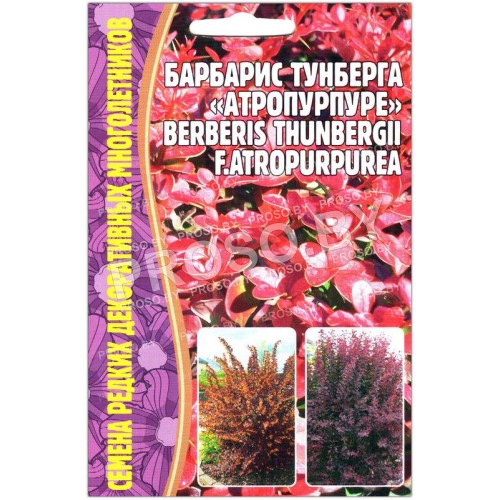 Барбарис тунберга Атропурпуреа-1