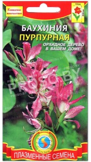 Баухиния Пурпурная