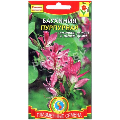 Баухиния Пурпурная