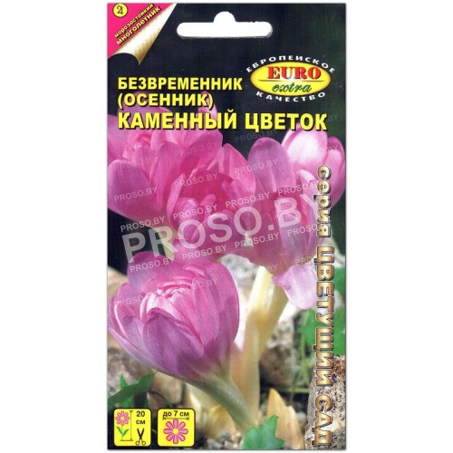 Безвременник Каменный цветок