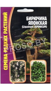 Бирючина Японская