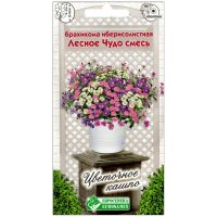 Брахикома иберисолистная Лесное чудо, смесь