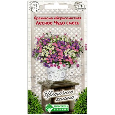 Брахикома иберисолистная Лесное чудо, смесь