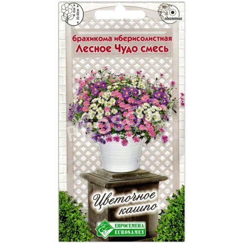 Брахикома иберисолистная Лесное чудо, смесь